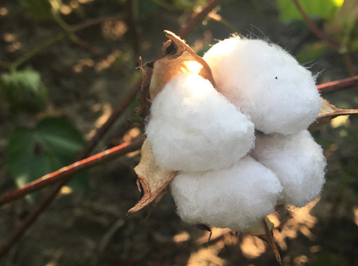 India's organic cotton production will increase: Year 2020-21